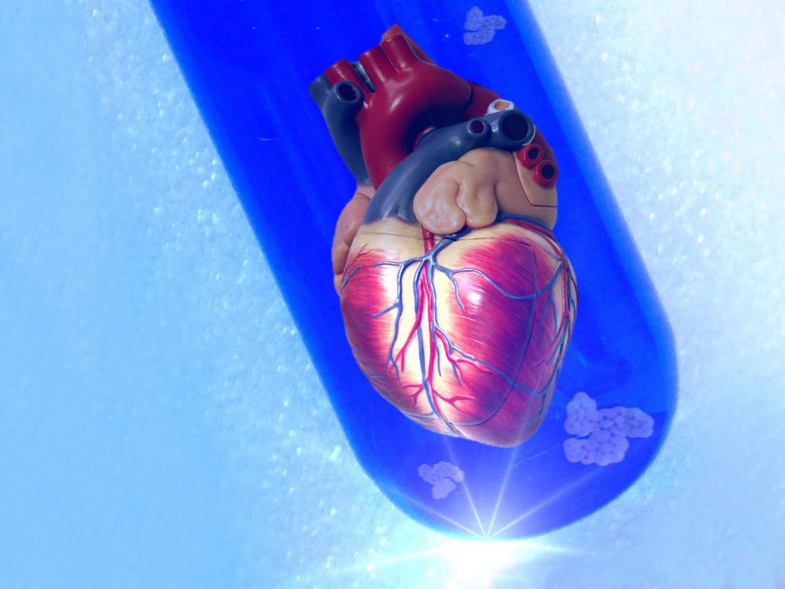 Herz in der Petrischale